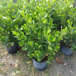  Clusia Tree Perfect For Privacy Make Your Own Fence  We Also Have Organic Dirt