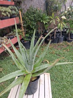 Sábila  (3gallons contenedor)