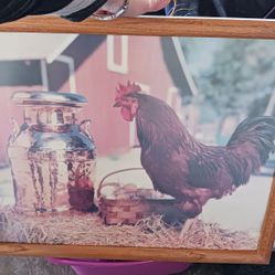 Rooster Picture 