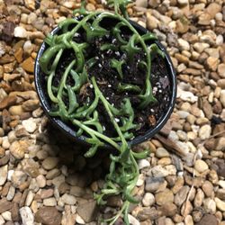 String Of Dolphins 🐬 