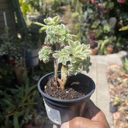 Crested Sunburst Variegated Aeonium Succulent