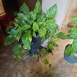 Gorgeous Pothos In 21in Tall Composite Urn
