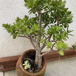 Potted Jade Plant