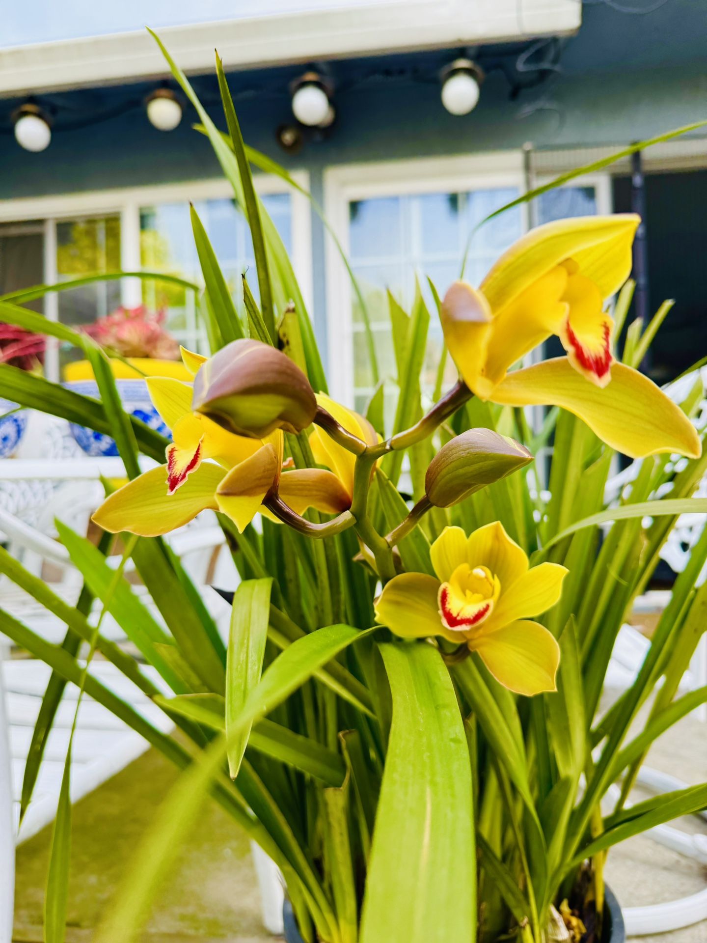 Cymbidium Orchid Plant With Yellow Green Flowers - in Full 5 galllon Pot, makes 3-4 Pots When Repot