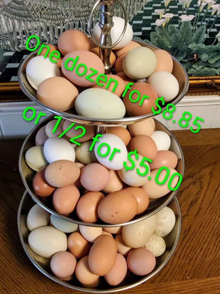 Organic Eggs