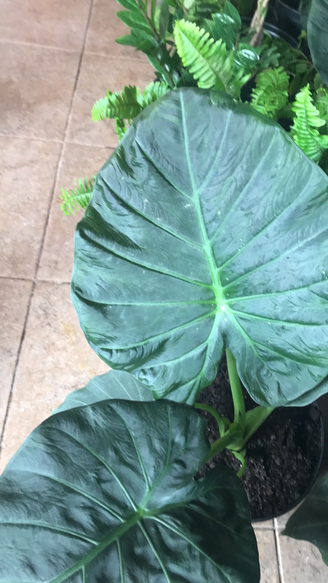 Hermosa Planta De Alocasia !