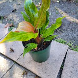 Philodendron Orange Marmalade