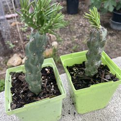 Cholla Cactus Plant 