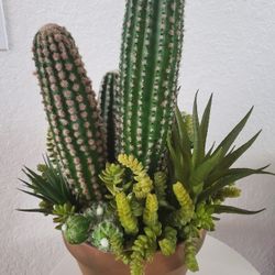 Cactus And Succulent Plant Arrangement 