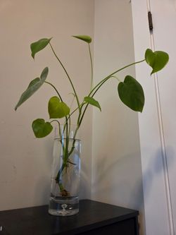 Monstera plant in water (ready for soil)