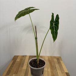 Alocasia Frydek (Green Velvet) Plant - 25" Tall