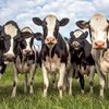 Secondhand Cow 
