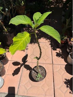 Peach Angels Trumpet Tree Plant