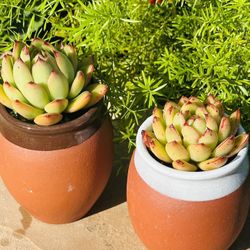 Korean Succulents In Clay Pot 