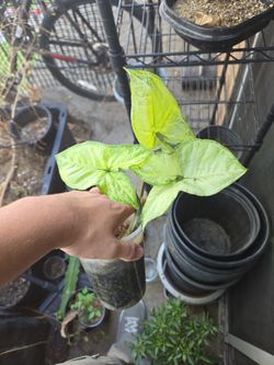 Arrow Head Plant (Syngonium Podophyllum)