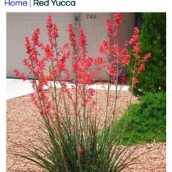 Red Yuccas Medium Size $10 Each 