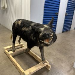 Mounted Lifesize Wild Hog (in Great Condition)