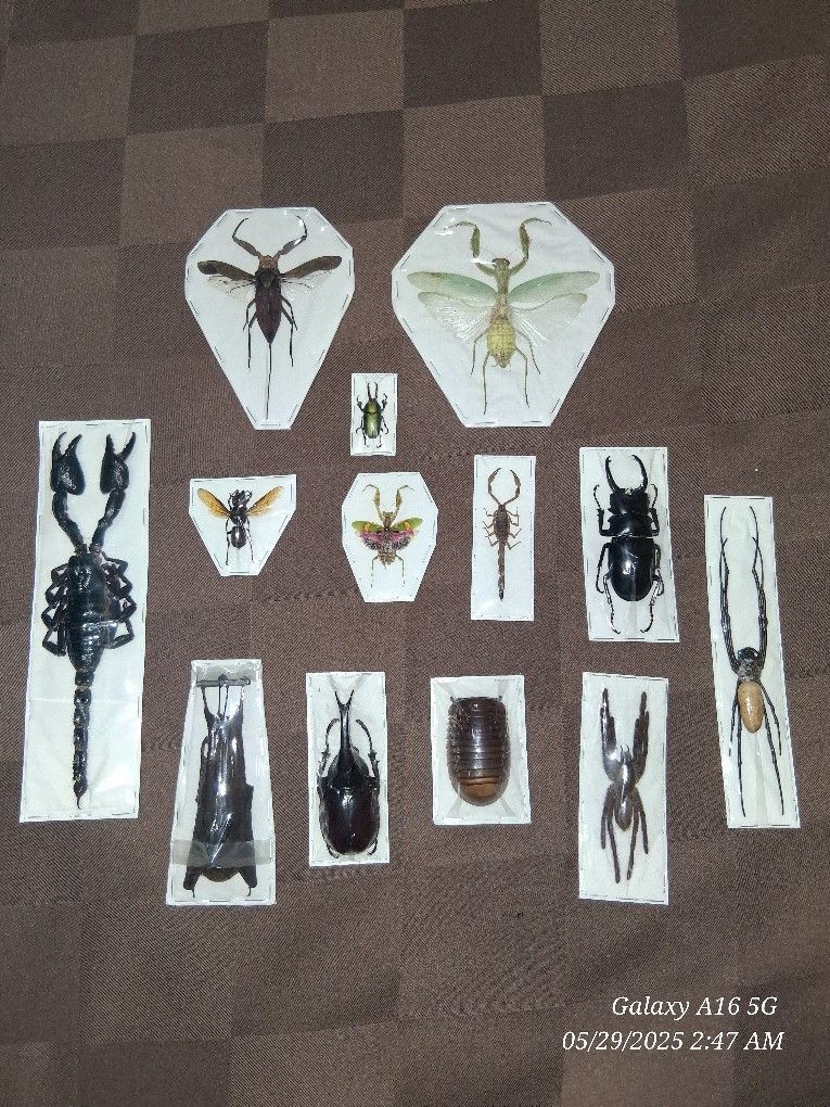 Bugs Bugs Bugs!
