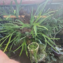 Large Staghorn Fern