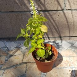 Potted Plant, Blooming with Flowers (4/14/25)