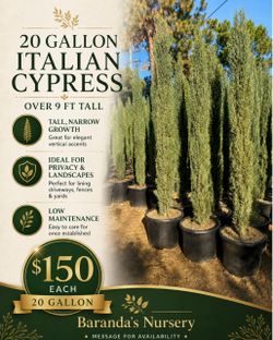 🌲 Italian Cypress 🌲