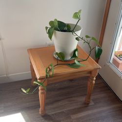 Pothos Plant In White Plastic Pot