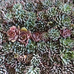 Succulents/Plants ☘️☘️