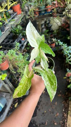 Albo Syngonium Available