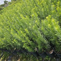 Podocarpus Especial Sale  Tall Full Green  Fertilized  Ready For Planting Instant Privacy Hedge  Same Day Transportation 