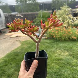 Ogres Ear Succulents 