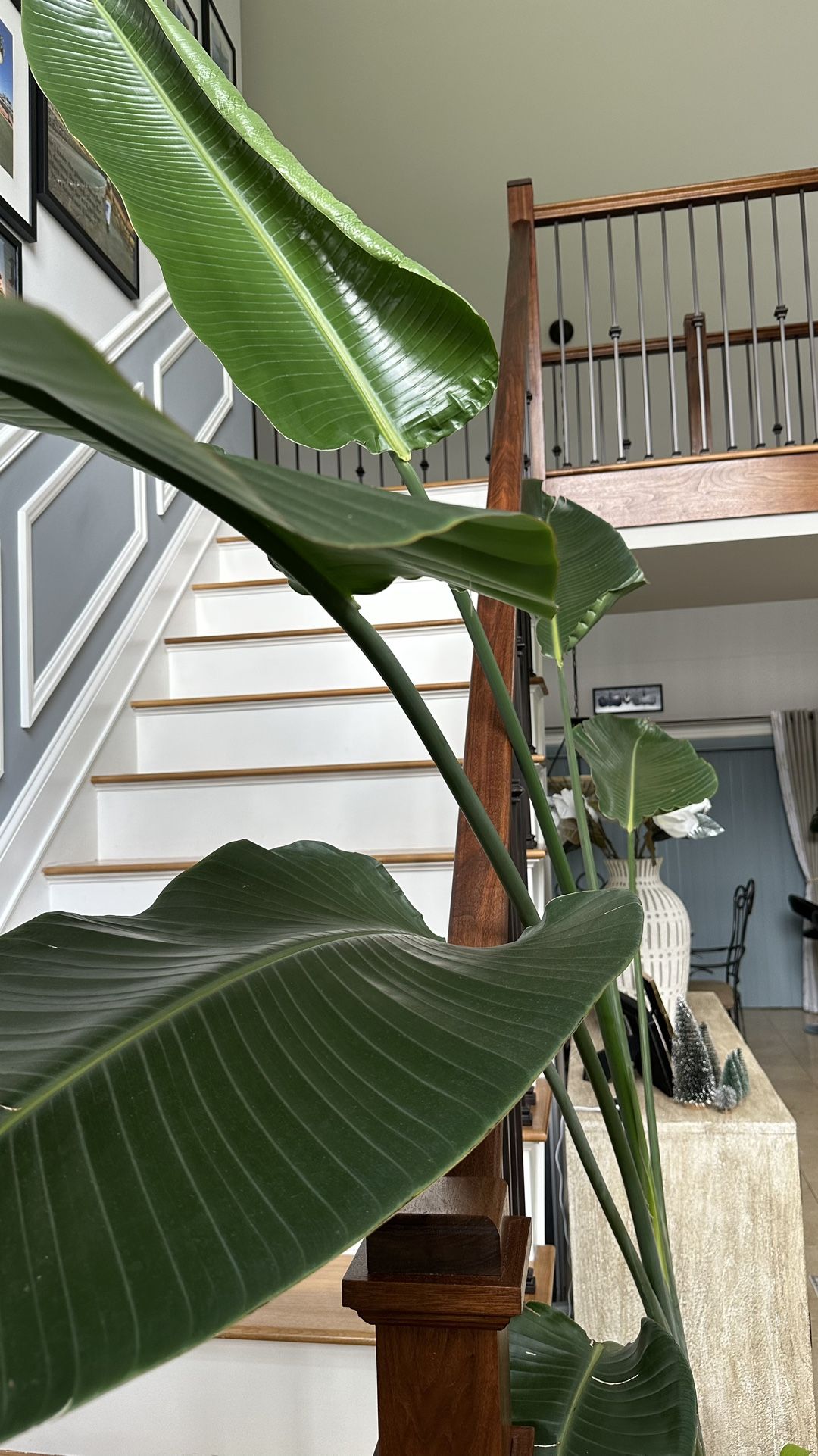 Bird of Paradise plant