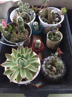 Plants for mother”s gift different precios $5 to 1.75