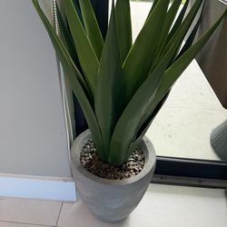 Decorative plants for sale