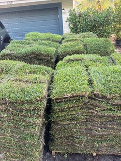 Sod - Césped