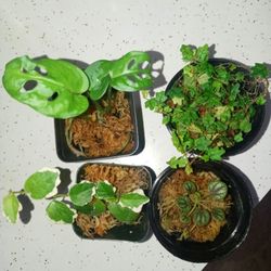 Plants And More! 