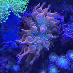 Rainbow Bubble Tip Anemone