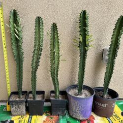 Healthy African Milk Tree for $10 each