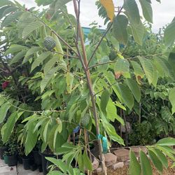 Atemoya ( Mang Cầu Úc )