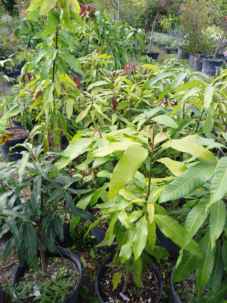 Fruit Mango Trees On Sale! Starting From 50 for Sale in Miami, FL