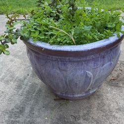 Lavender Ceramic Pot