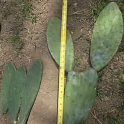 Opuntia Cactus