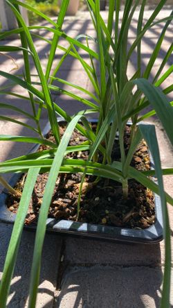 Grow your own garlic