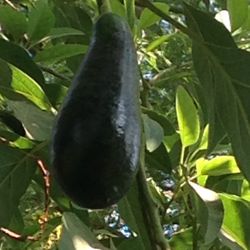 Árboles De Aguacates De México De Cáscara Delgada Y Tienen El Hueso Chiquito En Botes De Quince Galones Tengo De Diferentes Tamaños Y Diferecios $30