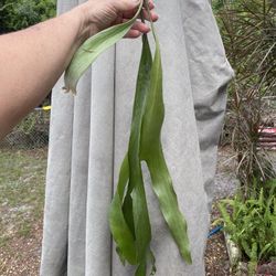  STAG HORN FERN $10.00 