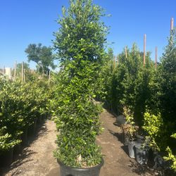 Ficus Nitida 25gal Privacy 