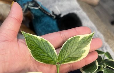 Hoya polyneura variegated