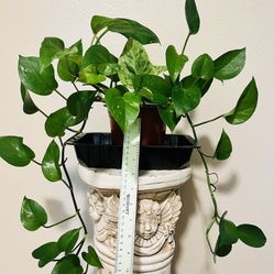 Pothos- 3 Pothos In A Pot -#3