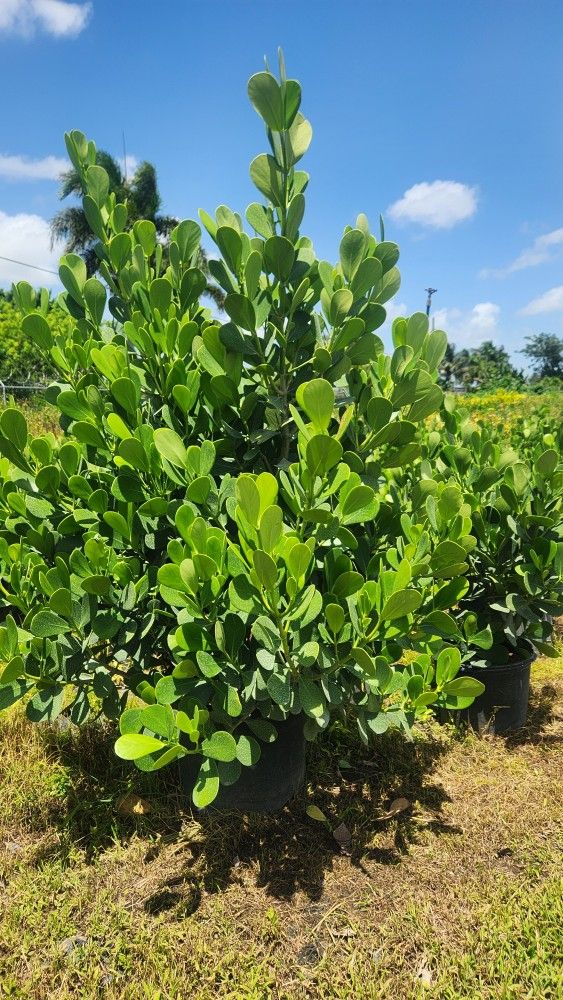 Beautiful Clusias Plants For Inmediate Privacy!!! About 6 Feet Tall