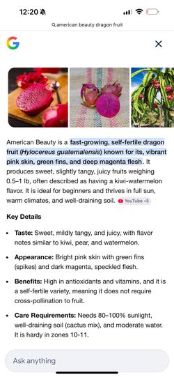 American Beauty Dragon Fruit Plant 