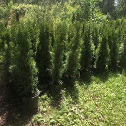 Emerald Green Arborvitae $5